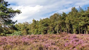 Sallandse Heuvelrug met on-Nederlandse vergezichten